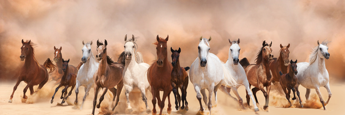 AS224 Wall décor art photographic on canvas livestock wild horses